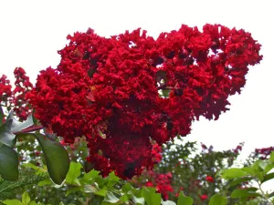 Lagerstroemia Dynamite #3
