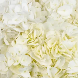 White Hydrangea Flower